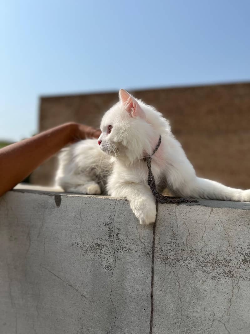 persion cat 3