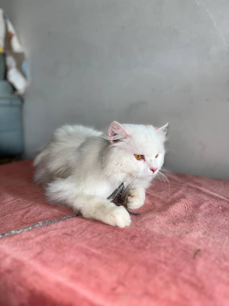 persion cat 4
