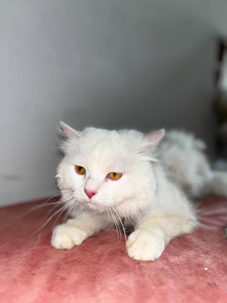 persion cat 5