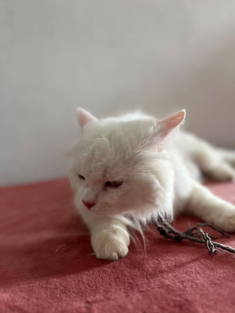 persion cat 6