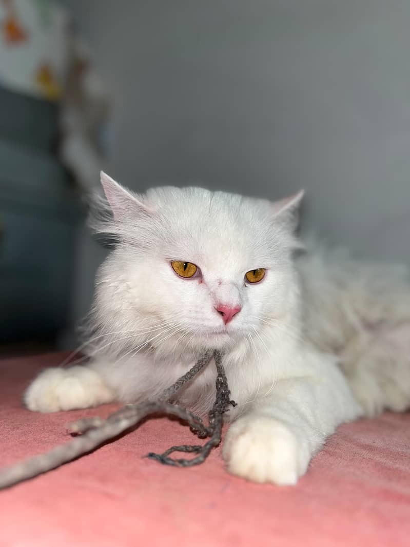 persion cat 0
