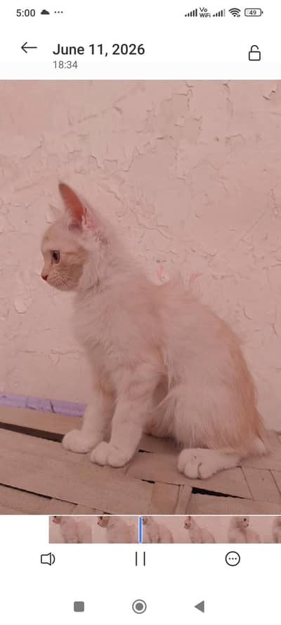 cat 