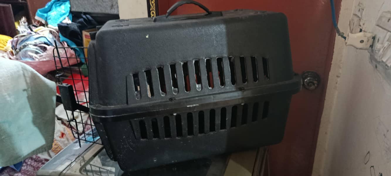 cat  1