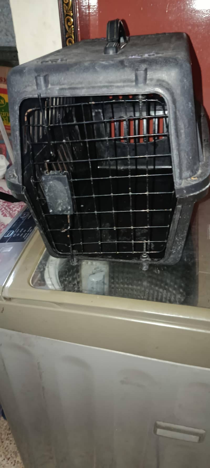 cat  2