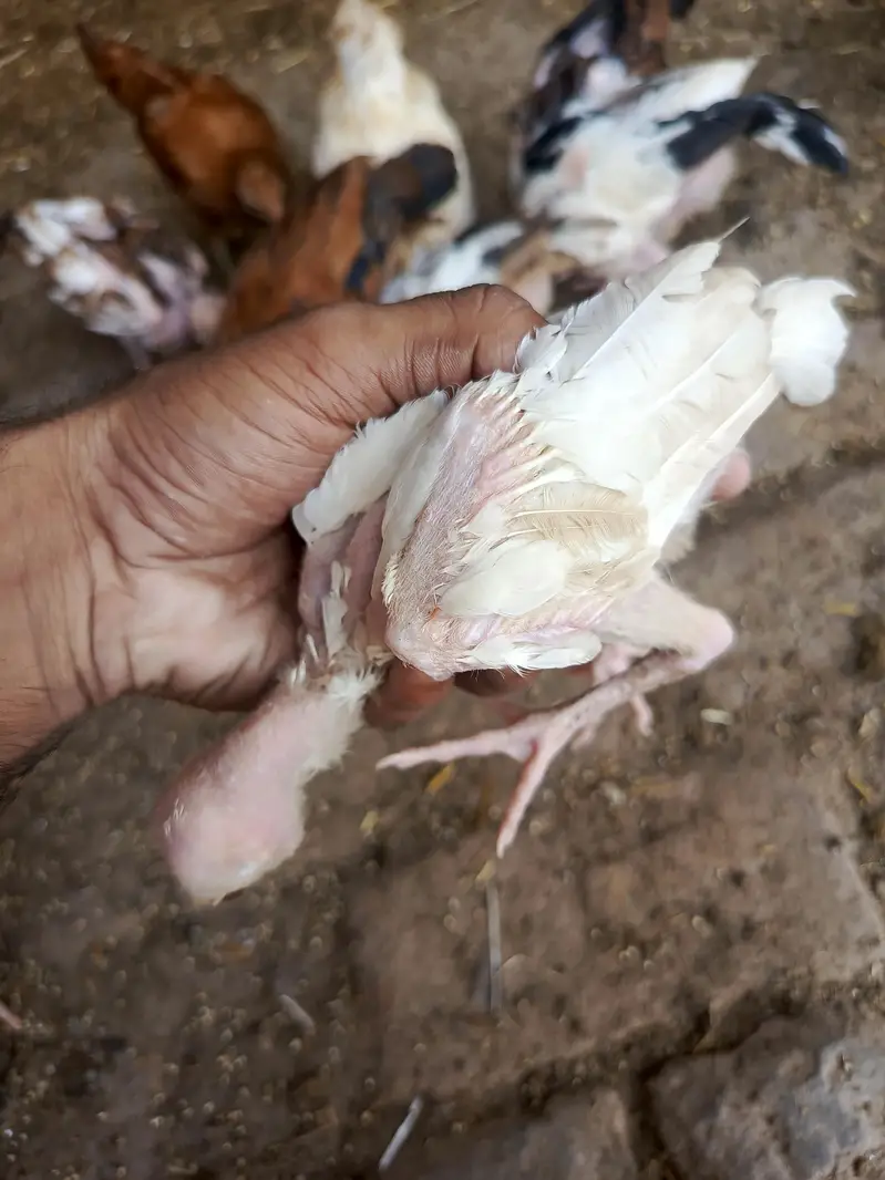 Mia wali aseel — photo 3