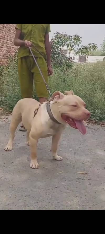Pitbull dog for sale