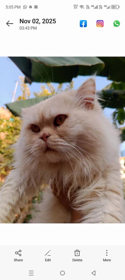 Persian Triple coat Male cat