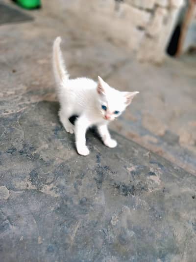 pure white Persian male kitten. blue eyes Healthy  . urgent sale
