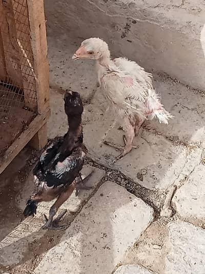 aseel chiks