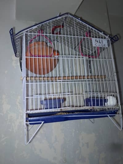 love bird