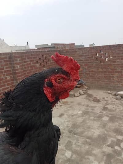 Aseel Thai For Breeding