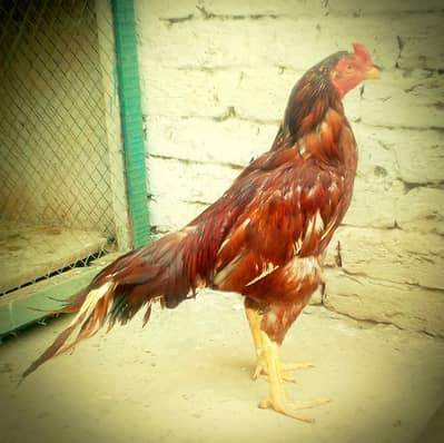 Asal seal murga 03214303873
