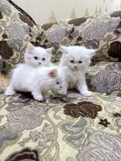 Percian Kitten Available