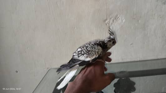 Proper Hand Tame Pearl Cockatiel Baby – Healthy & Friendly