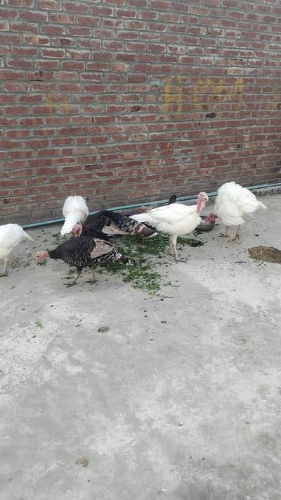 Pure White turkey