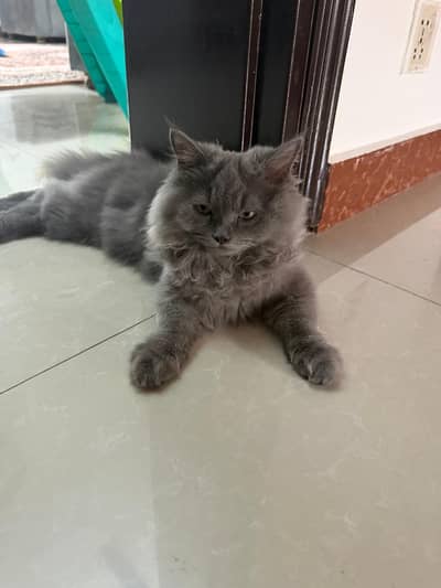 Persian Grey Kitten
