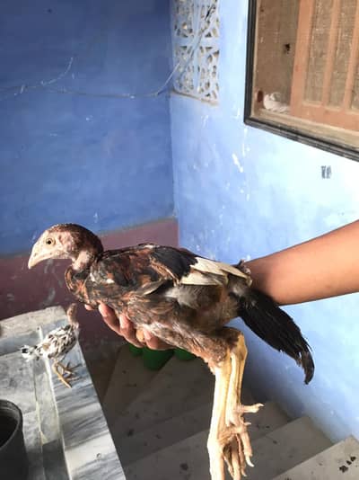 pair aseel heera cross