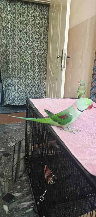 Kashmir Raw parriate tame  full talking ready for breed  OK (50000)