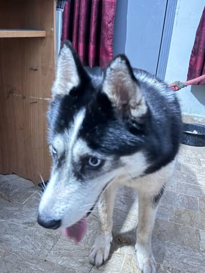 Selling Siberian husky