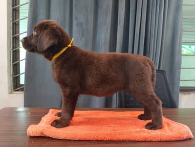Premium Chocolate Labrador Puppies – Vaccinated & Pedigree