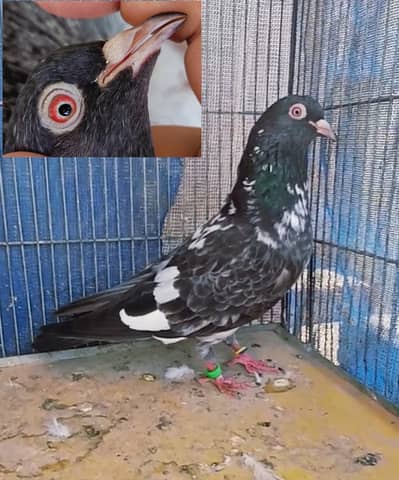 Dubwala red eyes