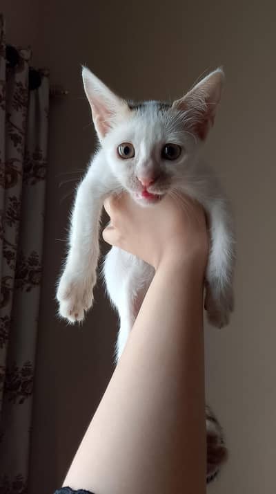 Kittens looking for a loving home!