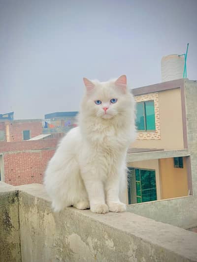Persion Male Cat
