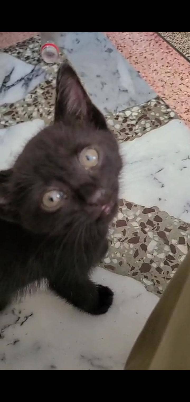 black cat 0