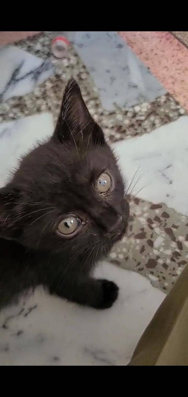 black cat 1