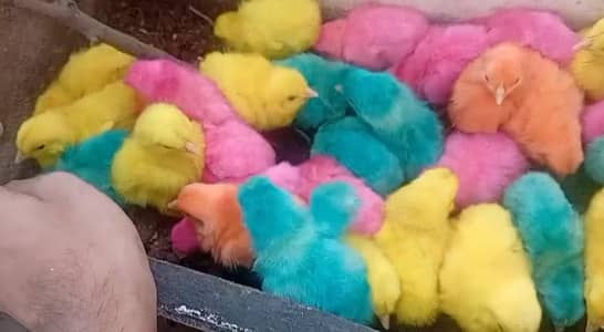 Colourfull Chicks 30rs per
