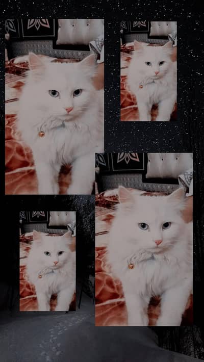 cat sale