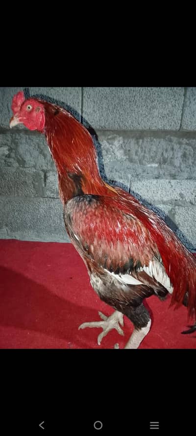 in good condition