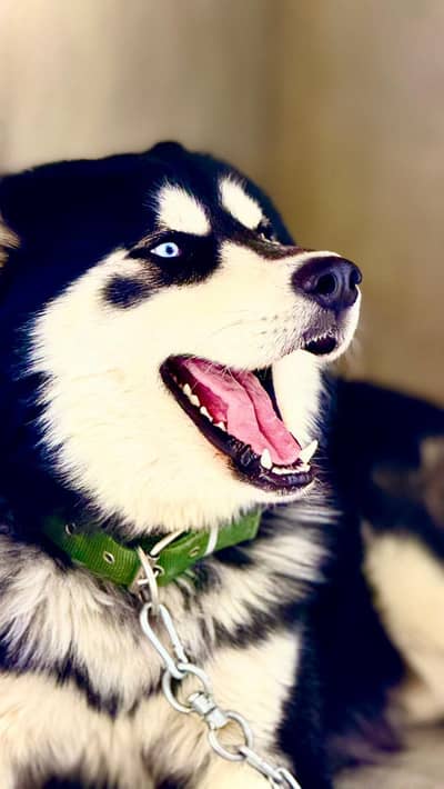 black and white husky