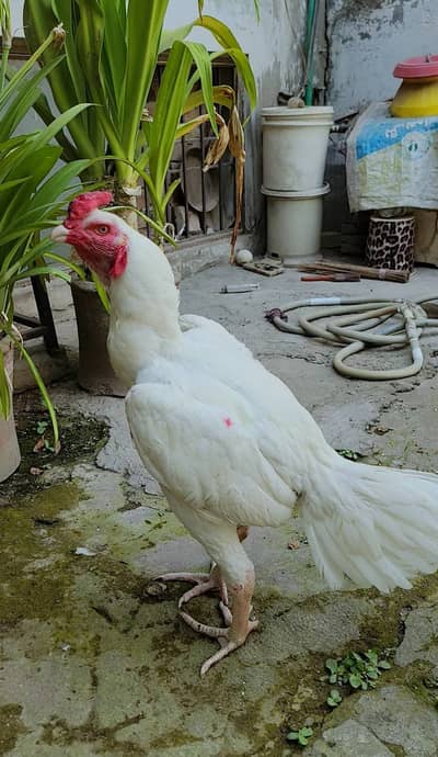 100 % Pure Paper White Heera Aseel Rooster