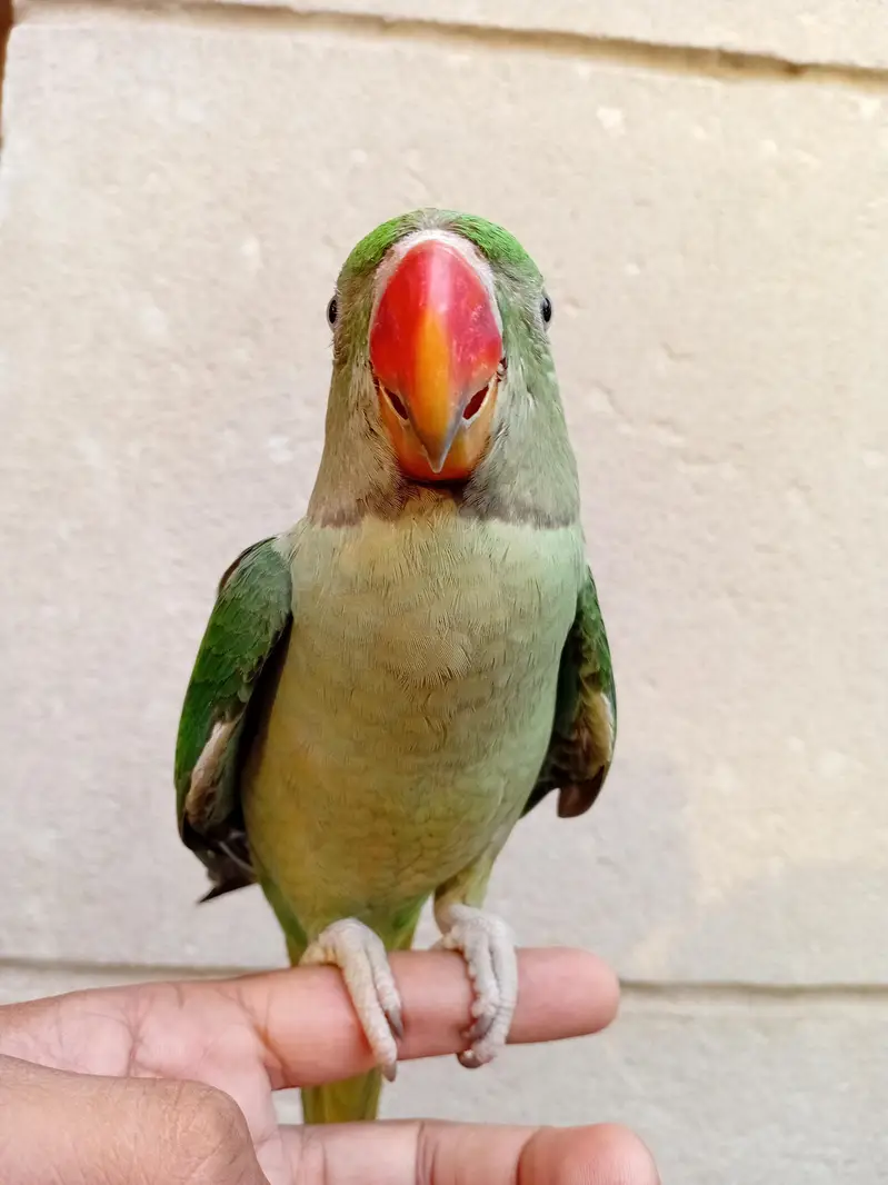 Hand Tame Baby Raw Parrot