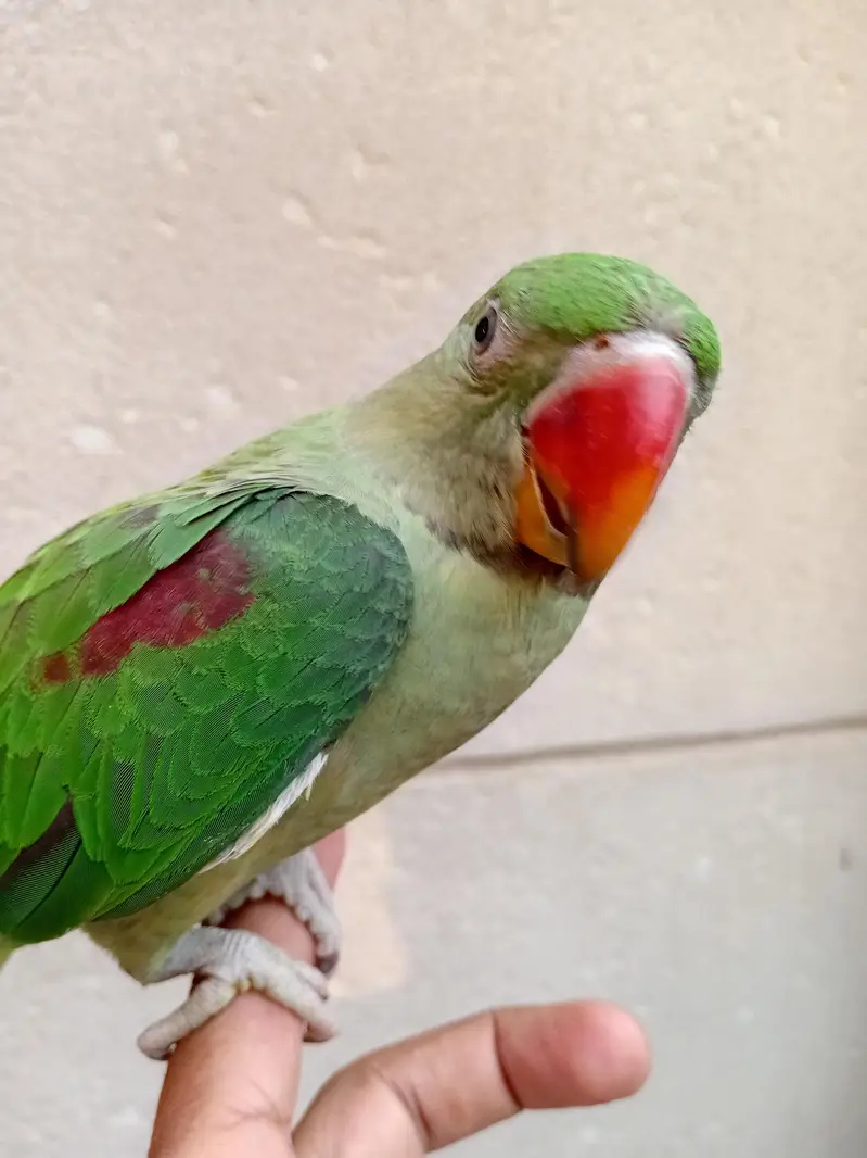Hand Tame Baby Raw Parrot — photo 2