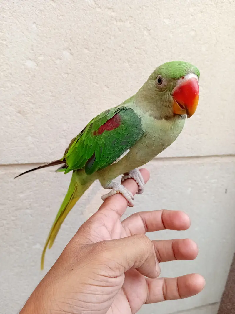 Hand Tame Baby Raw Parrot — photo 3