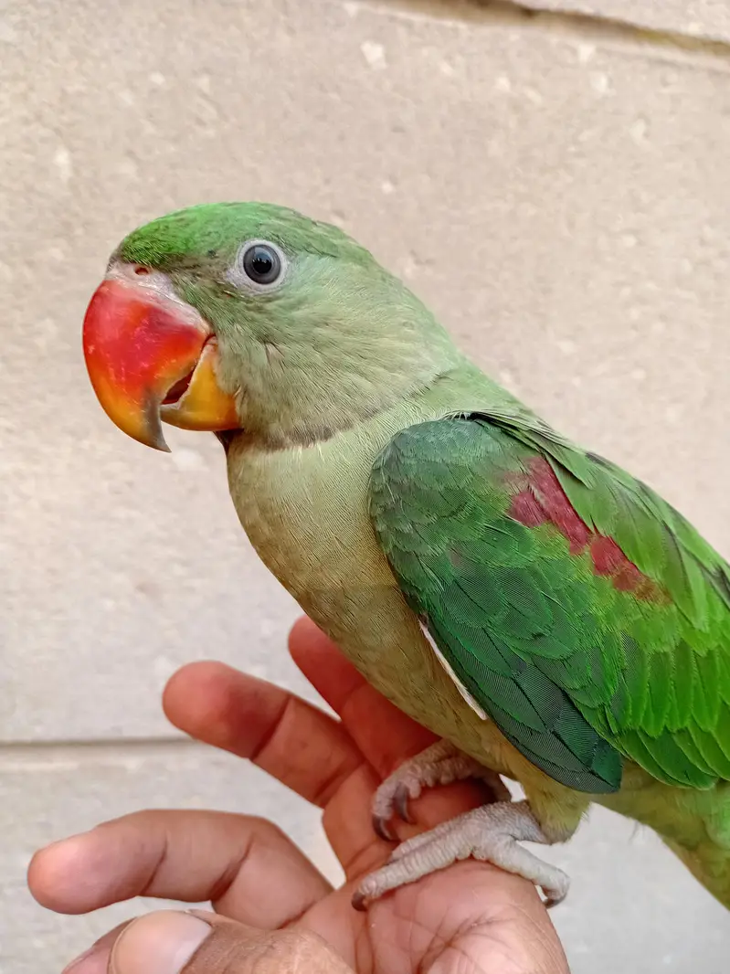 Hand Tame Baby Raw Parrot — photo 4