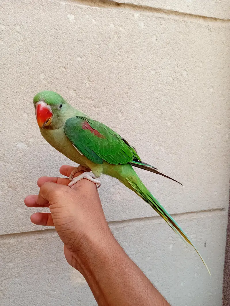 Hand Tame Baby Raw Parrot — photo 5