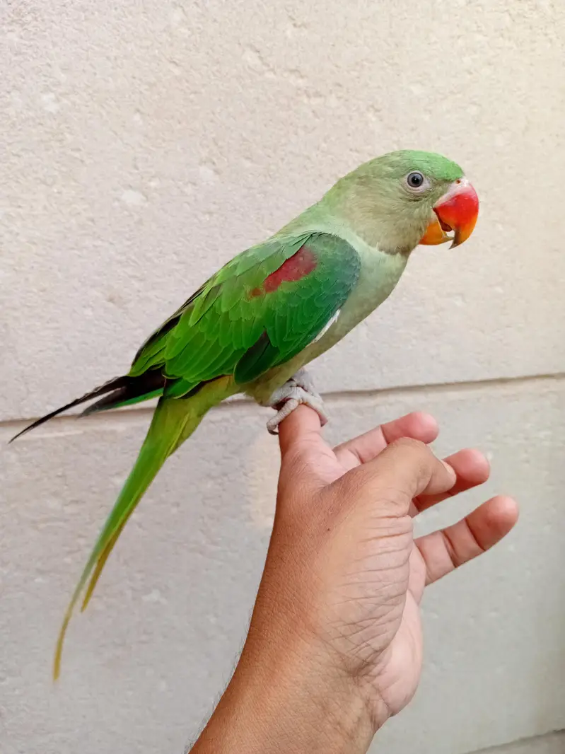 Hand Tame Baby Raw Parrot — photo 6