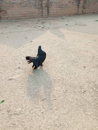 Laky pigeon full black pair