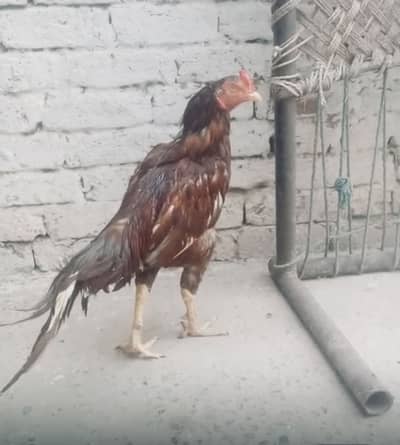 Seal original murga he 03214303873