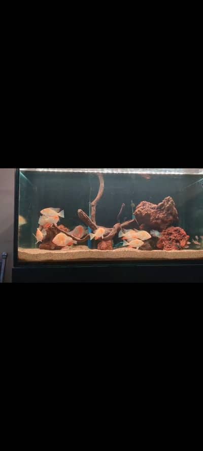 Albino Heckli/ Discuss/ Torpedo Barb/ jack Dempsey / blue acara