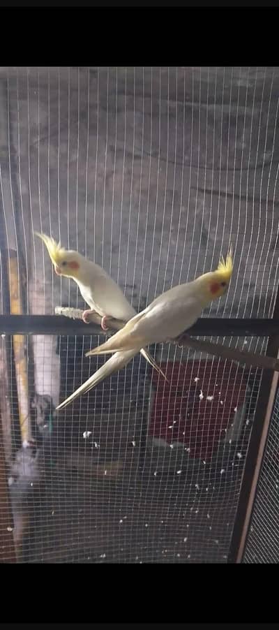 budgie parrots haldi and active