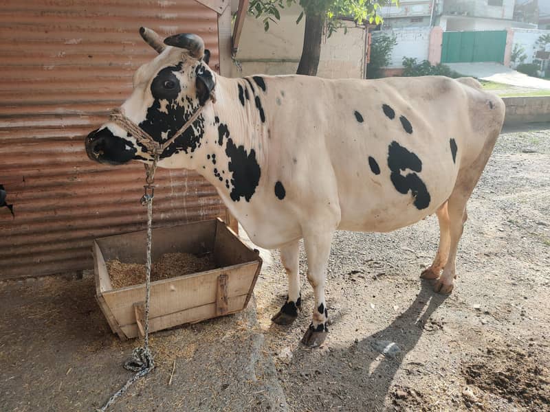03 cows for 0