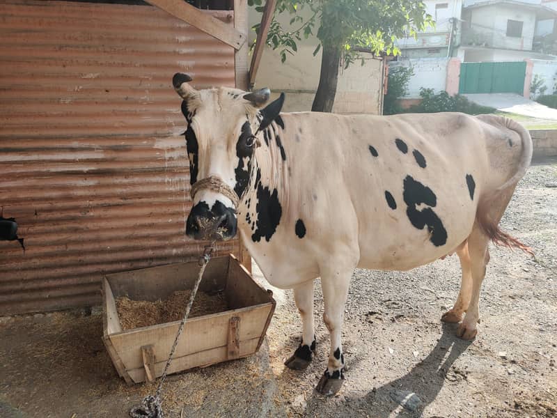 03 cows for 1