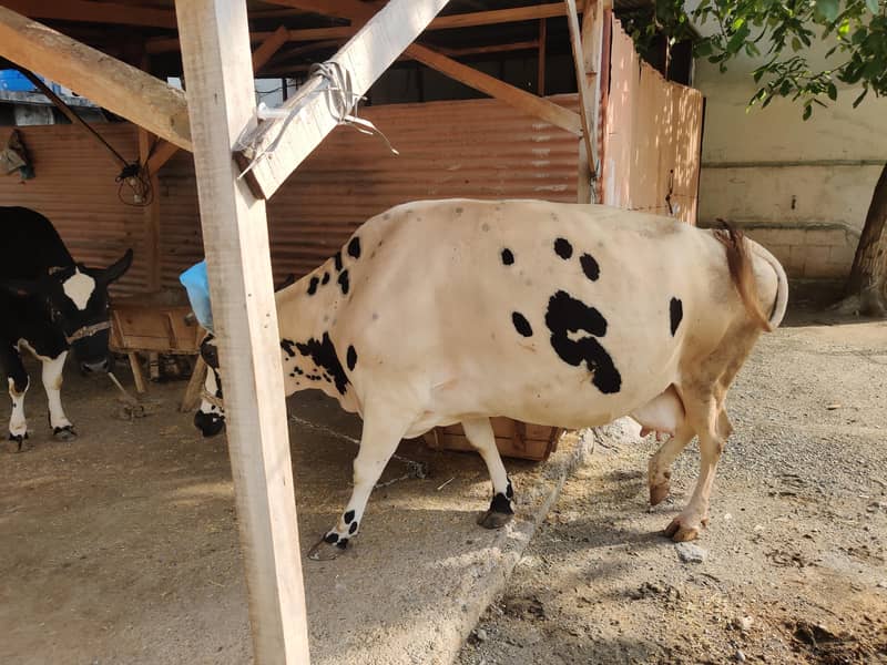 03 cows for 2