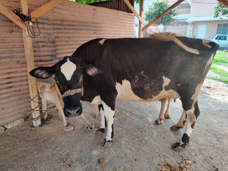 03 cows for 3