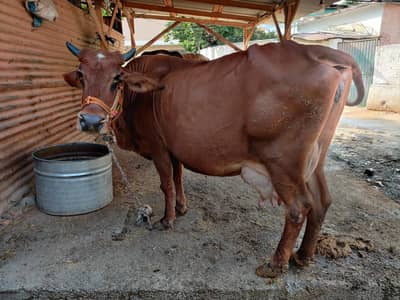 1x cows for sale