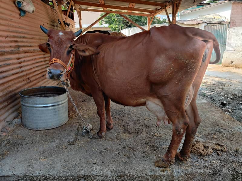 03 cows for 4
